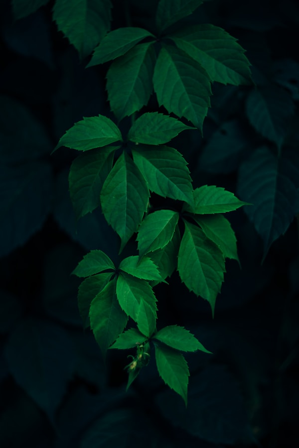 Thùng gỗ nuôi ong mật